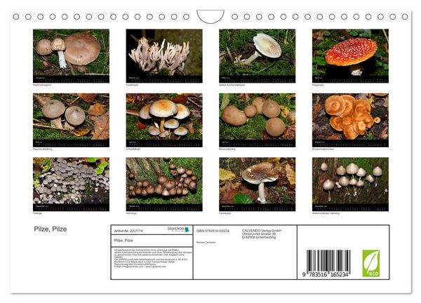 Produktbild: Pilze, Pilze (Wandkalender 2026 DIN A4 quer), CALVENDO Monatskalender