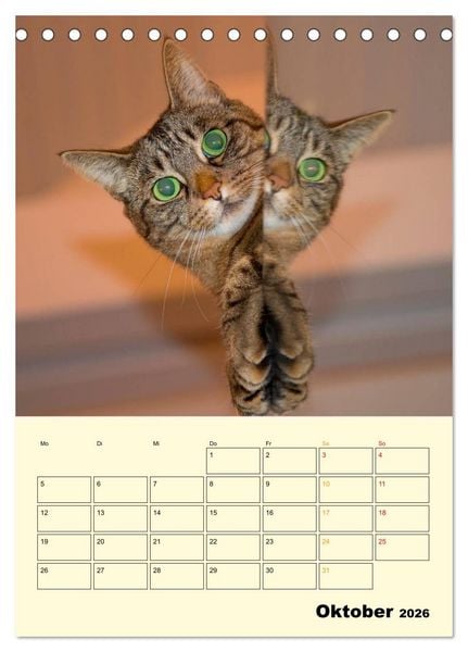 Produktbild: K&auml;tzchen - Theater (Tischkalender 2026 DIN A5 hoch), CALVENDO Monatskalender
