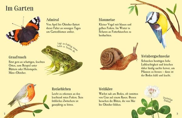 Produktbild: Usborne Minis Naturf&uuml;hrer: In der Stadt &ndash; Tiere und Pflanzen