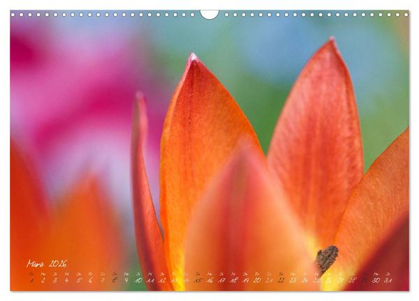 Produktbild: Bl&uuml;tenzauber in meinem Garten (Wandkalender 2026 DIN A3 quer), CALVENDO Monatskalender