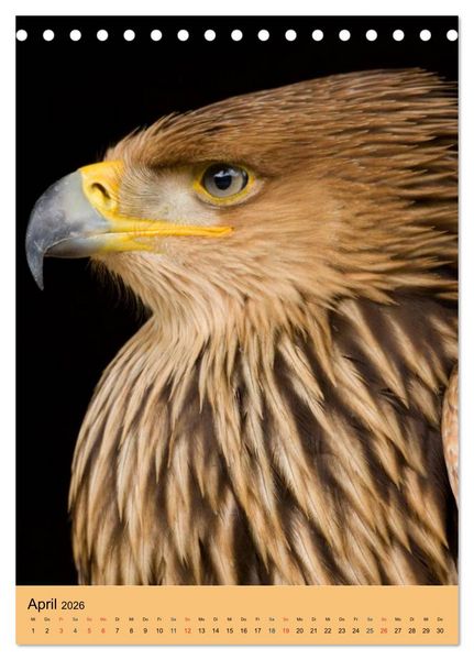 Produktbild: Raubv&ouml;gel - Die J&auml;ger der L&uuml;fte (Tischkalender 2026 DIN A5 hoch), CALVENDO Monatskalender