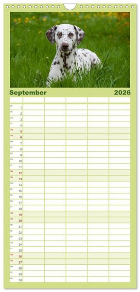 Produktbild: Familienplaner 2026 - Dalmatiner mit 5 Spalten (Wandkalender, 21 x 45 cm) CALVENDO