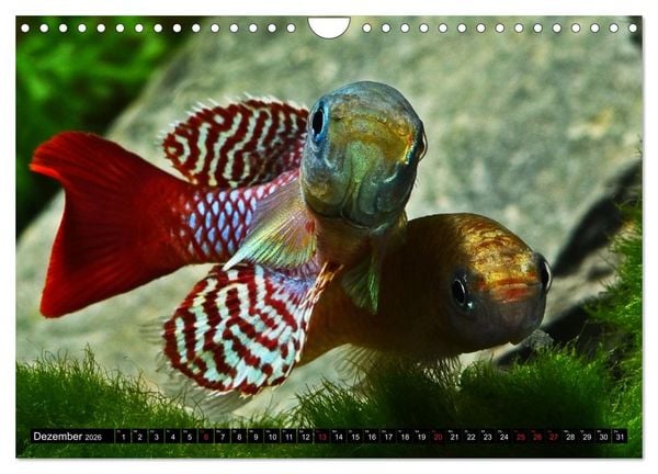 Produktbild: Killifische &ndash; Bunte Fische Afrikas (Wandkalender 2026 DIN A4 quer), CALVENDO Monatskalender