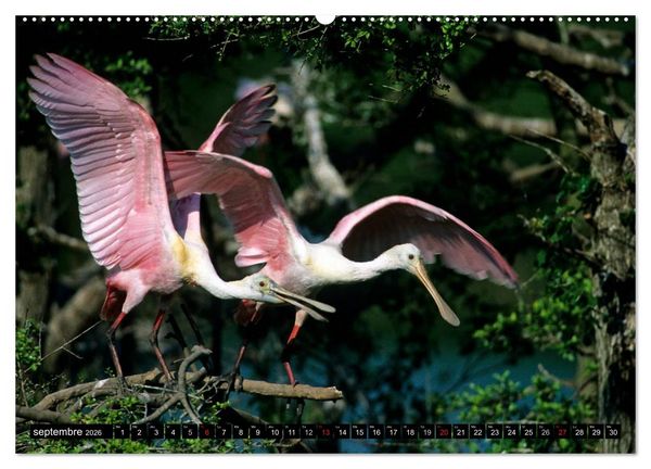 Produktbild: PLUMES L&Eacute;G&Egrave;RES. Oiseaux du Monde (Calendrier mural 2026 DIN A2 vertical) calendrier de bureau