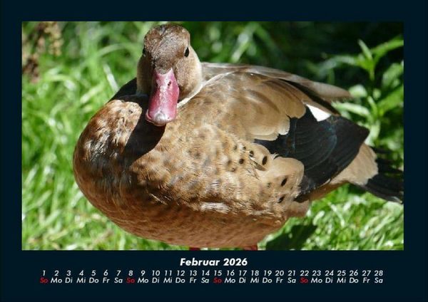 Produktbild: Vogelparadies 2026 Fotokalender DIN A4