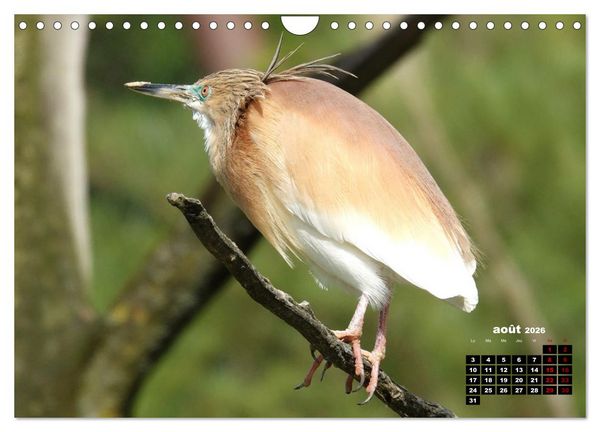 Produktbild: Oiseaux exotiques (Calendrier mural 2026 DIN A4 vertical), CALVENDO calendrier mensuel
