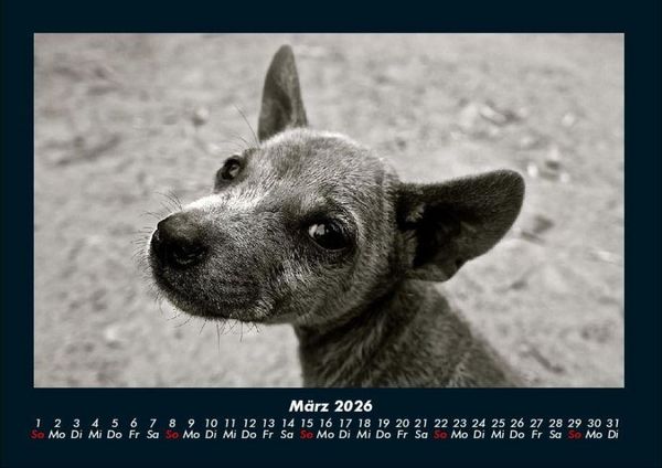 Produktbild: Welpen 2026 Fotokalender DIN A4