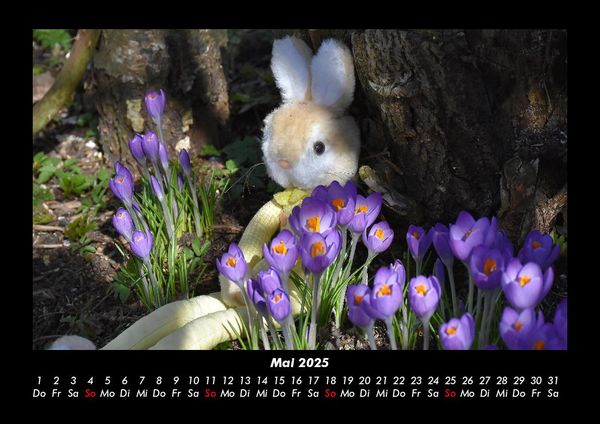 Produktbild: Blumentr&auml;ume 2025 Fotokalender DIN A3