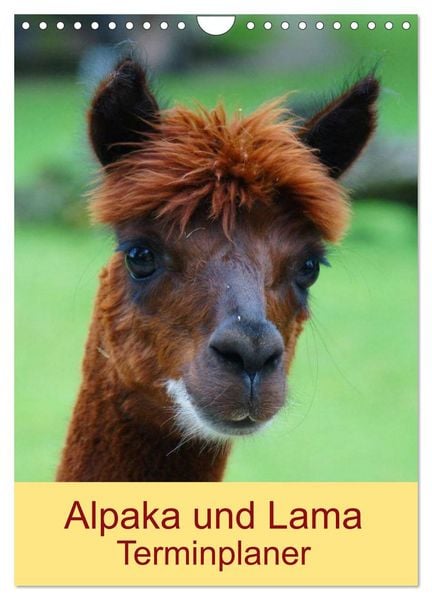 Produktbild: Alpaka und Lama Terminplaner (Wandkalender 2026 DIN A4 hoch), CALVENDO Monatskalender