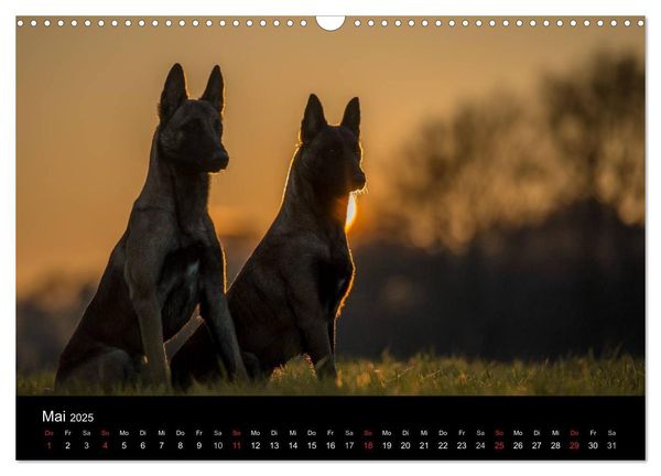 Belgische Schäferhunde - Der Malinois im Licht (Wandkalender 2025 DIN A3 quer), CALVENDO Monatskalender