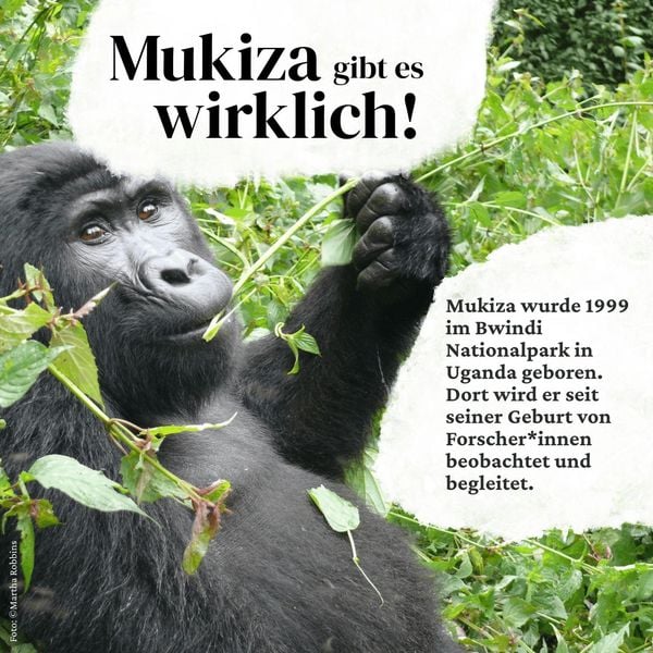 Produktbild: Mukiza