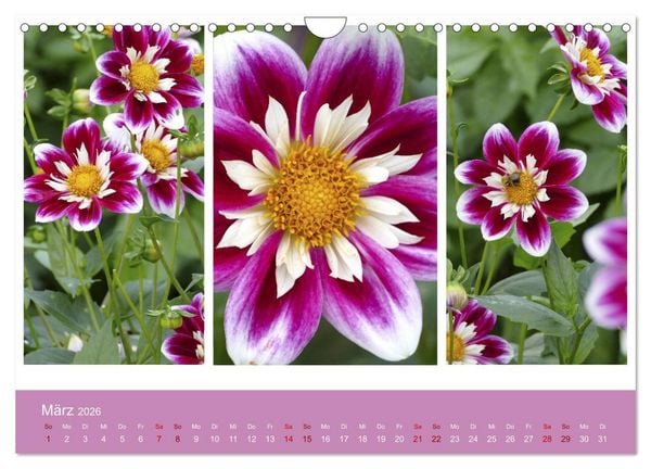 Produktbild: Dahlien-Triplets (Wandkalender 2026 DIN A4 quer), CALVENDO Monatskalender
