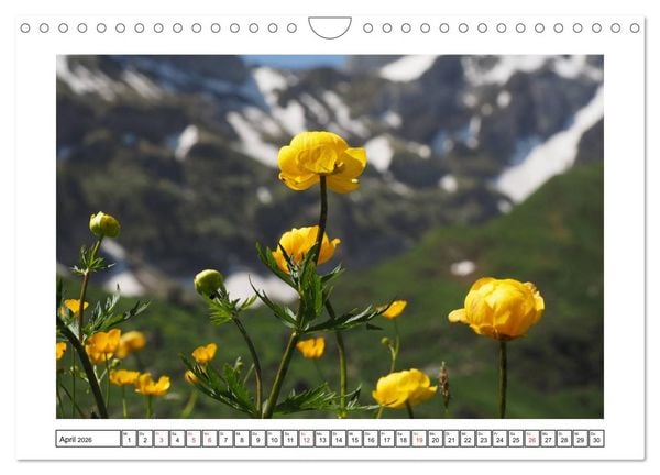 Produktbild: Alpenblumen. Bunte Welt in luftiger H&ouml;he (Wandkalender 2026 DIN A4 quer), CALVENDO Monatskalender
