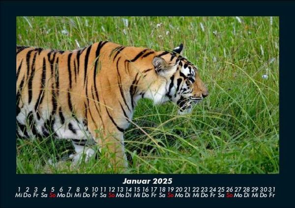 Produktbild: Welt der Tiere 2025 Fotokalender DIN A5