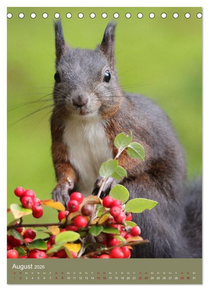 Produktbild: Eichh&ouml;rnchen - zauberhafte Waldbewohner (Tischkalender 2026 DIN A5 hoch), CALVENDO Monatskalender