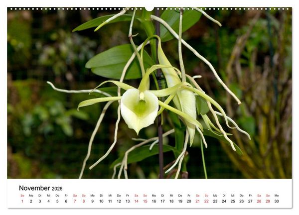 Produktbild: Vielfalt der Orchideen (Wandkalender 2026 DIN A2 quer), CALVENDO Monatskalender