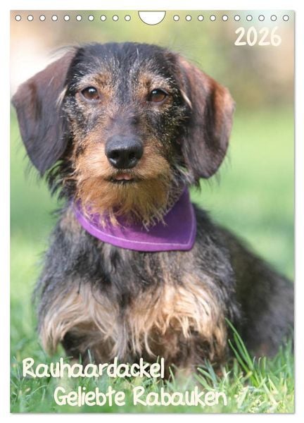 Geliebte Rabauken - Rauhaardackel (Wandkalender 2026 DIN A4 hoch), CALVENDO Monatskalender