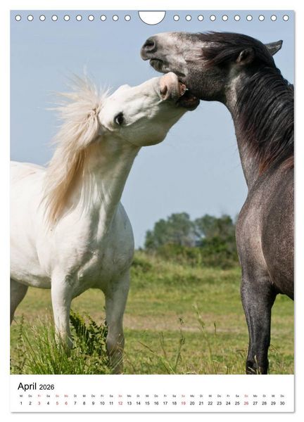 Produktbild: Camargue Pferde - wei&szlig;e M&auml;hnen (Wandkalender 2026 DIN A4 hoch), CALVENDO Monatskalender