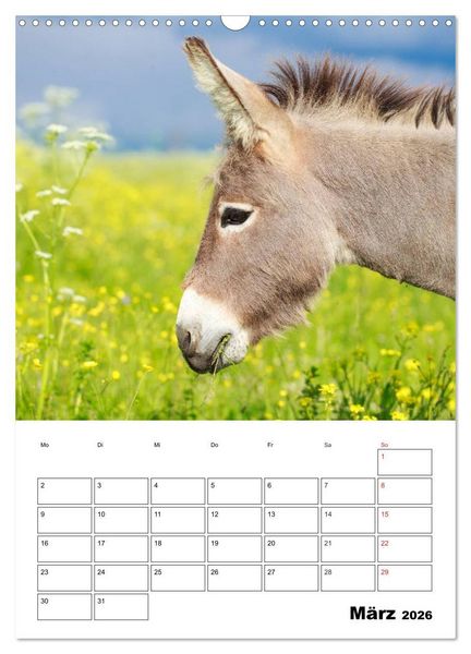 Produktbild: S&uuml;&szlig;e Esel. Langohren zum Verlieben (Wandkalender 2026 DIN A3 hoch), CALVENDO Monatskalender