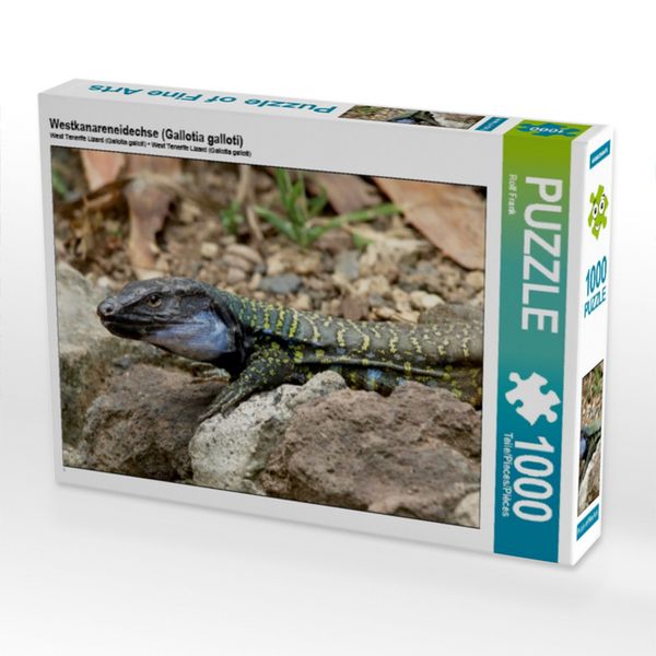 Produktbild: CALVENDO Puzzle Westkanareneidechse (Gallotia galloti) | 1000 Teile Lege-Gr&ouml;&szlig;e 64x48cm Foto-Puzzle f&uuml;r gl&uuml;ckliche Stunden