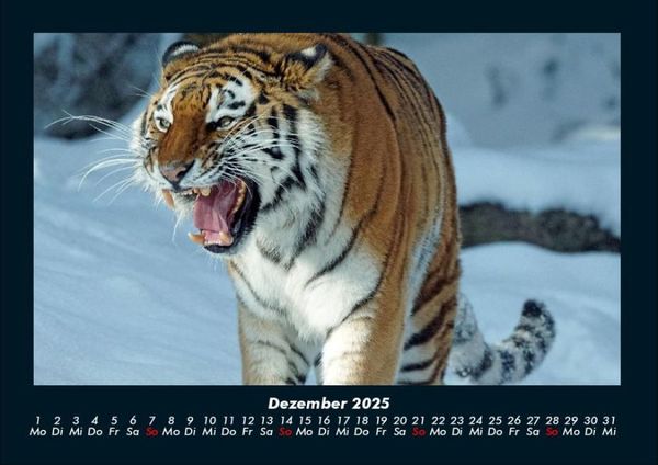 Produktbild: Tiger 2025 Fotokalender DIN A4