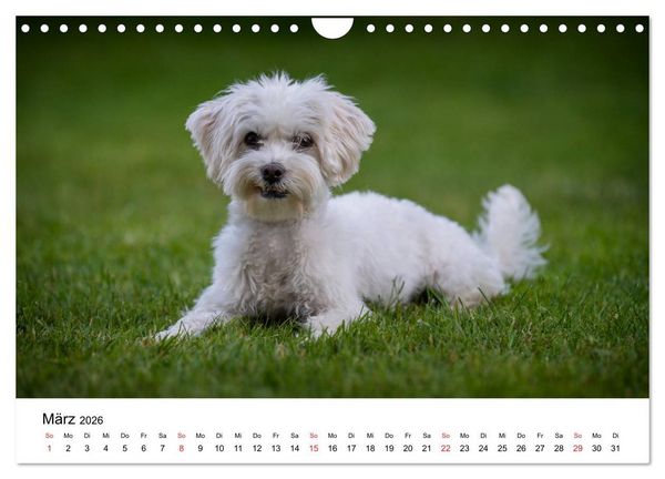 Produktbild: Moritz, der freche Malteser (Wandkalender 2026 DIN A4 quer), CALVENDO Monatskalender