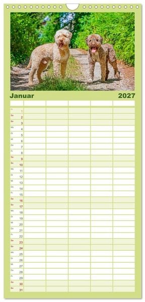 Produktbild: Familienplaner 2027 - Lagotto Romagnolo - die Tr&uuml;ffelsucher Italiens mit 5 Spalten (Wandkalender, 21 x 45 cm) CALVENDO