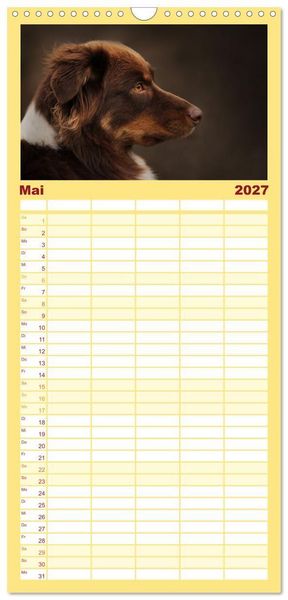 Produktbild: Familienplaner 2027 - Australian Shepherd - Treue Blicke, wilde Herzen mit 5 Spalten (Wandkalender, 21 x 45 cm) CALVENDO