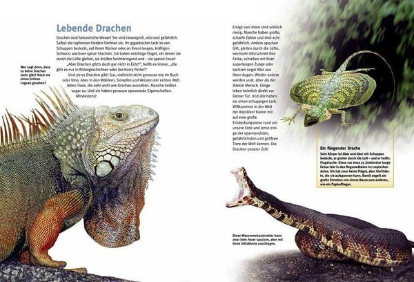 Produktbild: Entdecke die Reptilien