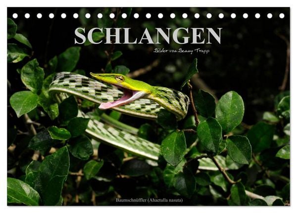 Produktbild: Schlangen (Tischkalender 2026 DIN A5 quer), CALVENDO Monatskalender