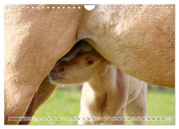 Produktbild: Pferdekinder - Fohlen haben ihren ganz eigenen Charme (Wandkalender 2026 DIN A4 quer), CALVENDO Monatskalender
