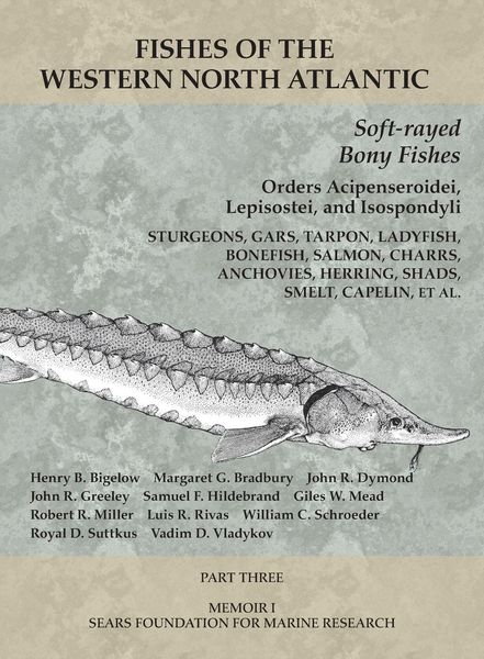 Produktbild: Soft-rayed Bony Fishes