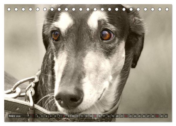 Produktbild: Windhunde eye-catcher (Tischkalender 2026 DIN A5 quer), CALVENDO Monatskalender