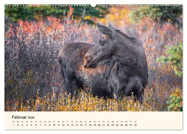 Produktbild: Der Elch - K&ouml;nig des Nordens (hochwertiger Premium Wandkalender 2026 DIN A2 quer), Kunstdruck in Hochglanz