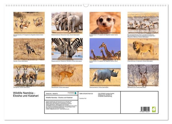Produktbild: Wildlife Namibia - Etosha und Kalahari (Wandkalender 2026 DIN A2 quer), CALVENDO Monatskalender