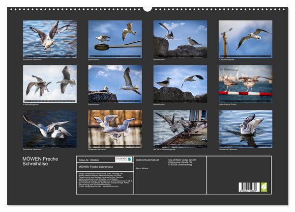 Produktbild: M&Ouml;WEN Freche Schreih&auml;lse (Wandkalender 2026 DIN A2 quer), CALVENDO Monatskalender