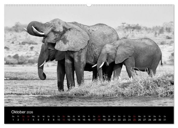 Produktbild: Elefanten Schwarz - Weiss (hochwertiger Premium Wandkalender 2026 DIN A2 quer), Kunstdruck in Hochglanz