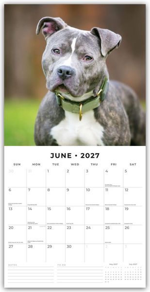 Produktbild: Staffordshire Bull Terriers &ndash; Staffordshire Bullterrier 2027 &ndash; 16-Monatskalender