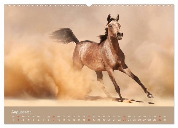 Produktbild: Pferde &bull; Araber im W&uuml;stensand (Wandkalender 2026 DIN A2 quer), CALVENDO Monatskalender