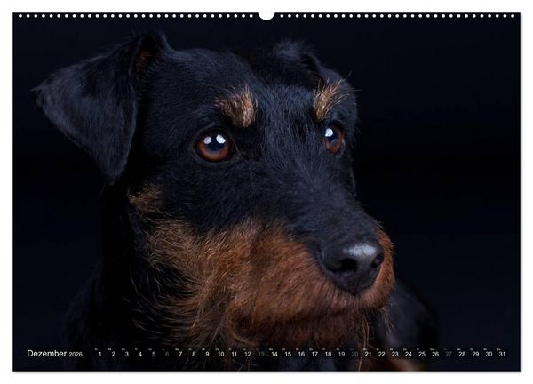 Produktbild: Faszination Terrier (hochwertiger Premium Wandkalender 2026 DIN A2 quer), Kunstdruck in Hochglanz