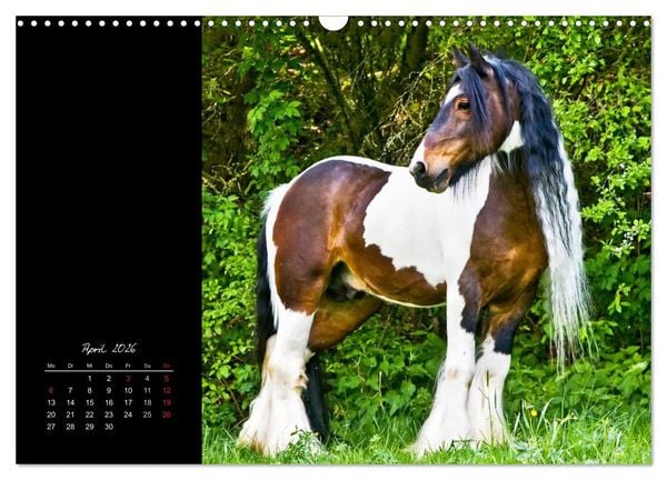 Produktbild: Irish Tinker (Wandkalender 2026 DIN A3 quer), CALVENDO Monatskalender