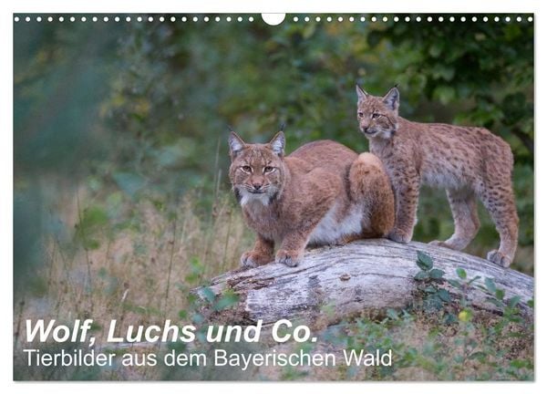 Produktbild: Wolf, Luchs und Co. - Tierbilder aus dem Bayerischen Wald (Wandkalender 2026 DIN A3 quer), CALVENDO Monatskalender