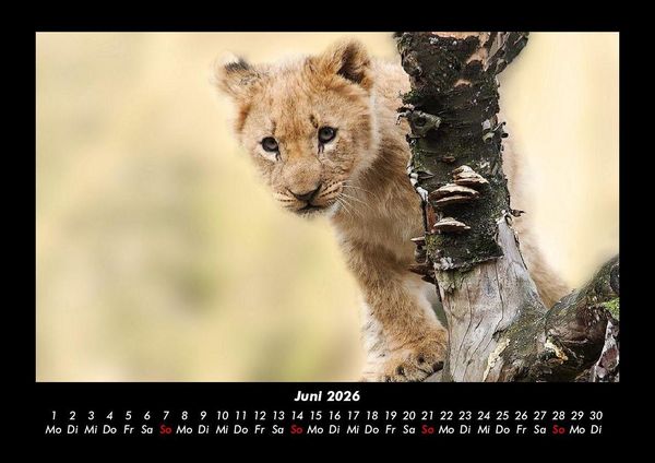 Produktbild: L&ouml;wen in der Wildnis 2026 Fotokalender DIN A3