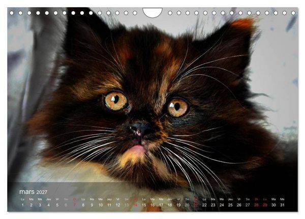 Produktbild: Mine de chat (Calendrier mural 2027 DIN A4 vertical), CALVENDO calendrier mensuel