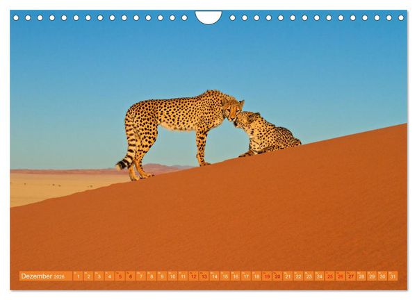 Produktbild: Afrikas Tierwelt - Geparde (Wandkalender 2026 DIN A4 quer), CALVENDO Monatskalender
