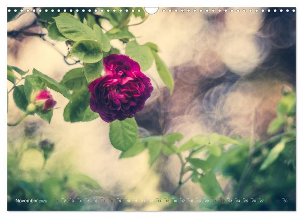 Produktbild: Die Welt der Alten Rosen (Wandkalender 2026 DIN A3 quer), CALVENDO Monatskalender