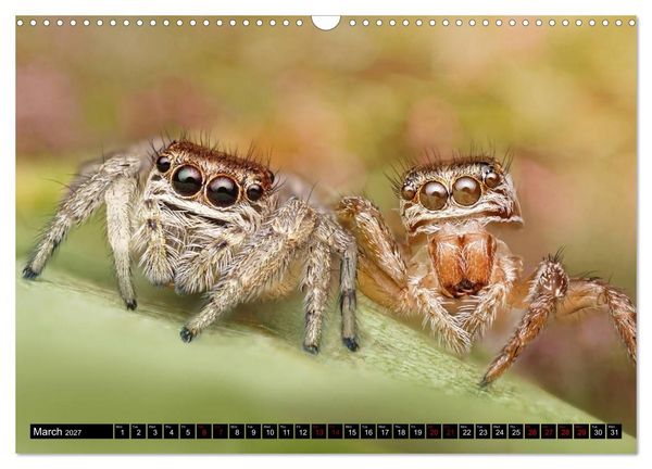 Produktbild: Jumping Spiders (Wall Calendar 2027 DIN A3 landscape), CALVENDO 12 Month Wall Calendar