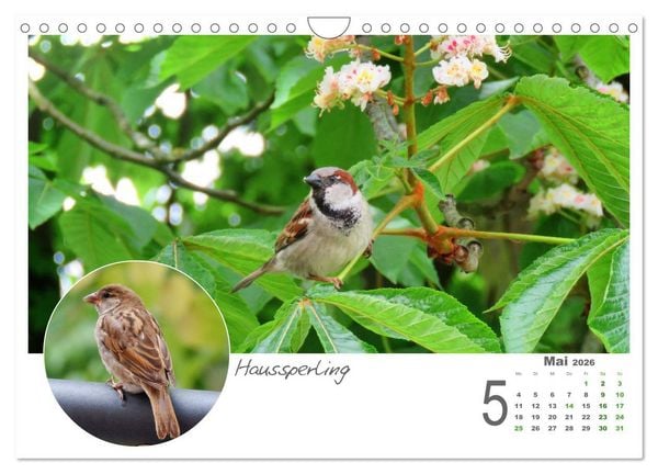 Produktbild: Gefiederte Garteng&auml;ste (Wandkalender 2026 DIN A4 quer), CALVENDO Monatskalender