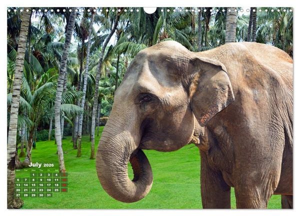 Produktbild: Gentle giants in the jungle (Wall Calendar 2026 DIN A3 landscape), CALVENDO 12 Month Wall Calendar