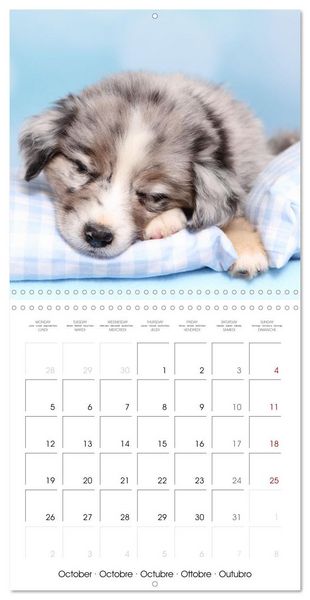 Produktbild: Sleeping Puppies (Wall Calendar 2026 12 &times; 12 Inch) CALVENDO 12 Month Wall Calendar